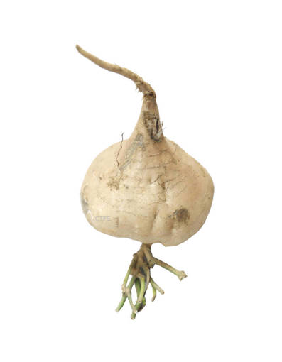 Picture of VEG-SHAE GE (TURNIP) (500G)