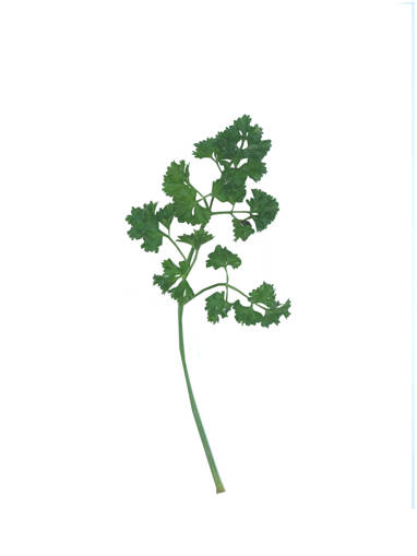 Picture of VEG-ENGLISH PARSLEY (100G)