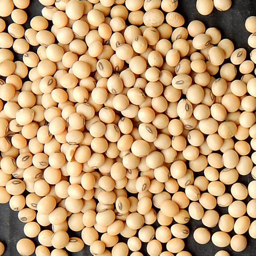 Picture of SOYA BEAN (2KG/PKT)