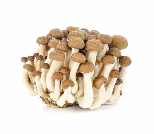 Picture of PM - BROWN SHIMEJI MUSHROOM (180G PER PKT)