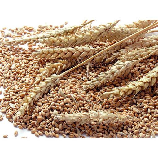 Picture of GB -D- WHOLE WHEAT (TERIGU) DAMAI (400GM PER PKT)